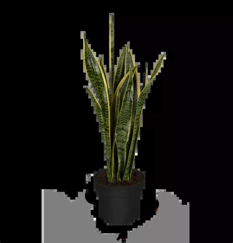 Bogenhanf (Sansevieria) online kaufen